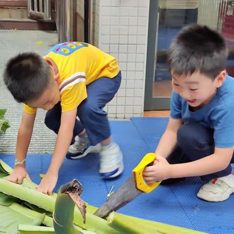 出发，我们去砍蕉树了！——协和幼儿园岭南园区大一班