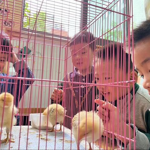 【班本化课程实记】嘘！蛋宝宝（三）