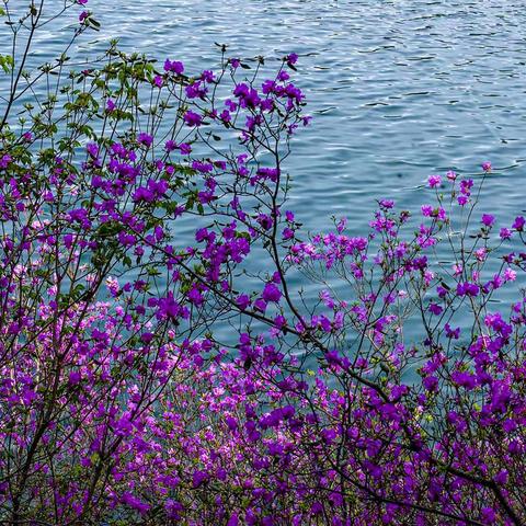 大龙湾的杜鹃花