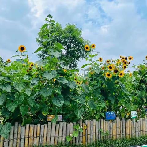 【夏日炎炎 快乐无限】吾悦幼儿园暑期中二班精彩分享