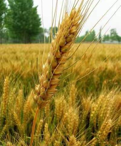 担当使命责任重  基层干部护民生