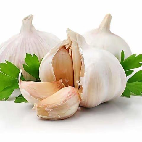 水培大蒜生长记——海曙中心小学西校区 102班（郏晨汐）