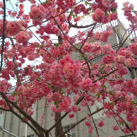 樱花开了，你愿意来吗？