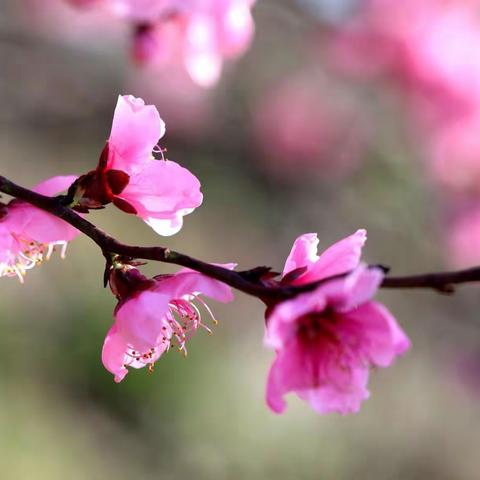 春暖花开如期归 ，教研活动正当时——宝外语文组教研活动