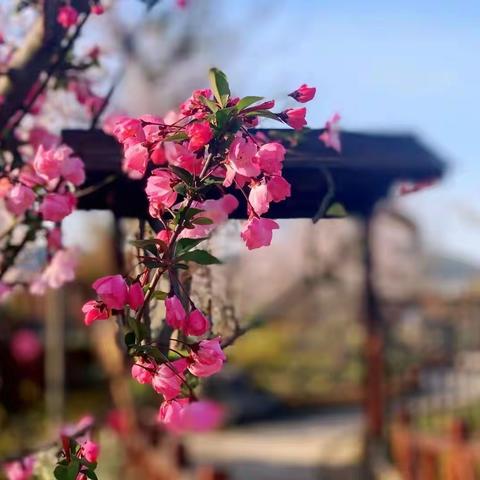 百花齐放展风采，姹紫嫣红春满园。——汝南县第九小学校级优质课比赛