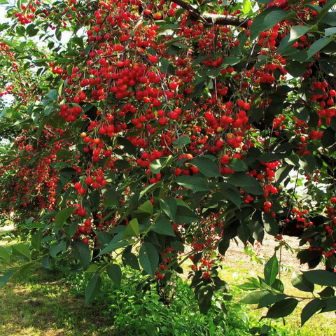 又是一年樱桃红——临涧镇马槽幼儿园“樱桃丰收季”主题活动