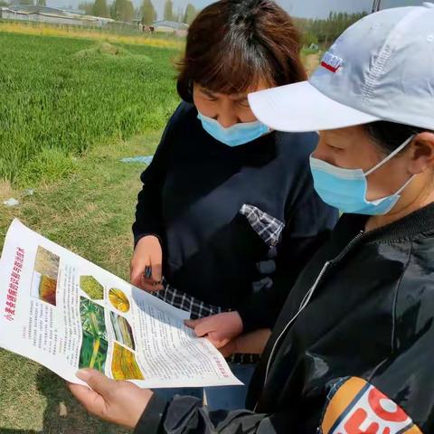 魏都区农业农村局多措并举防病害