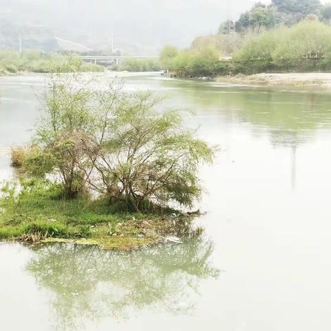 作文集（四月）樱花树下