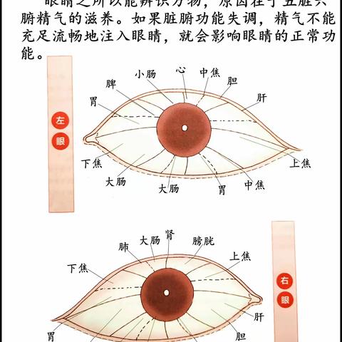 中医面部望诊（眼睛与脏腑）解读