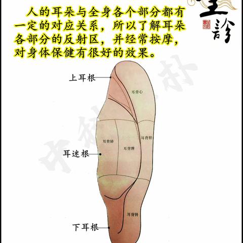 中医面部望诊（耳朵部位）解读