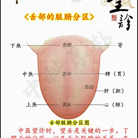 中医面部望诊（舌头部位）解读