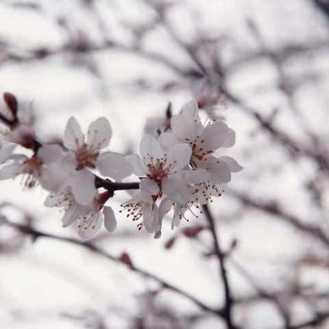 【第1期】“停课不停学，隔空不隔爱”南郑区裕华幼儿园线上活动