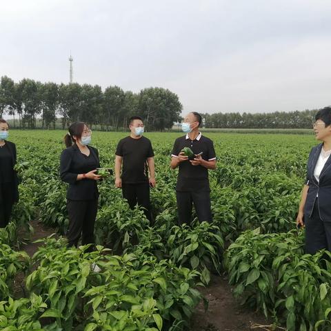 新发乡组织人员到太东乡田野合作社学习土地规模经营有机青椒种植经验