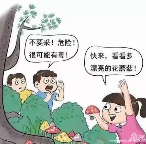 严禁食用野生菌，珍惜生命保安全