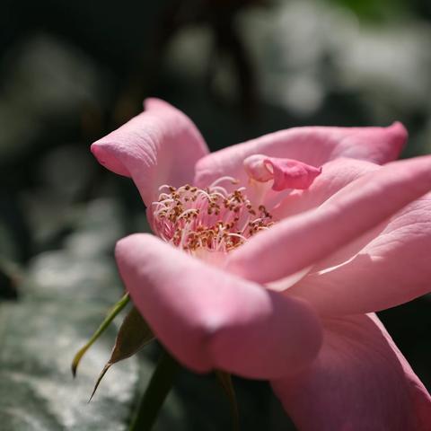 月季花的花蕊