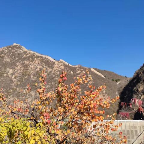 牛黄叶佳谶，龙卧赞良图