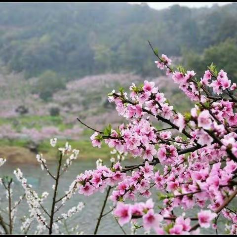 相邀在花海