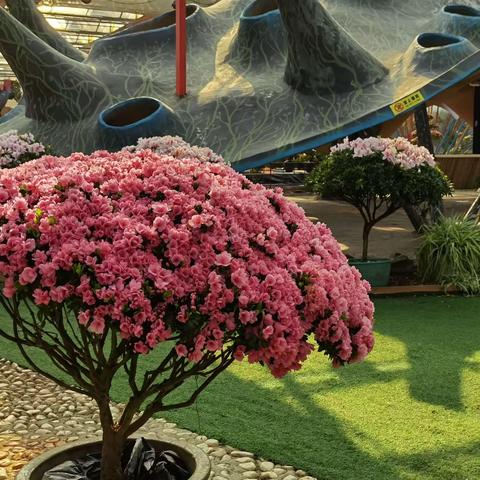 2022年2月9日我们来到旅顺七彩南山。满园的杜鹃花，园丁们做的各种造型很漂亮。