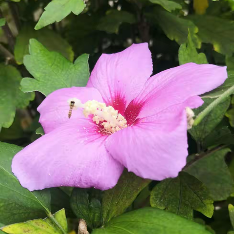 2022年9月14号，新冠疫情期间呆在家里，每天收拾收拾院子里的花，草和菜，白露虽已过但姿色的秋意盎然。