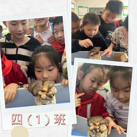 我们的“菇”事！—沔州学校竹货街校区小学部四年级蘑菇种植活动