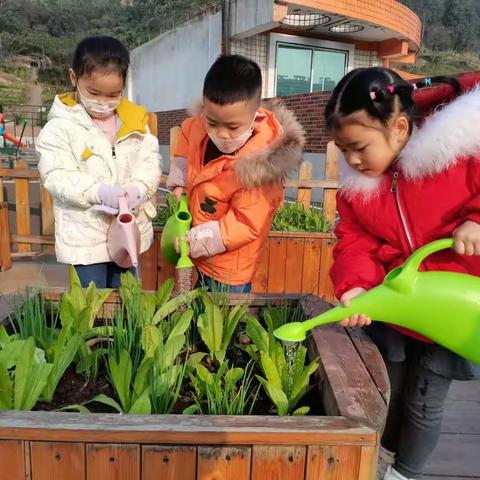 小菜园，大收获—草莓班蔬菜种植