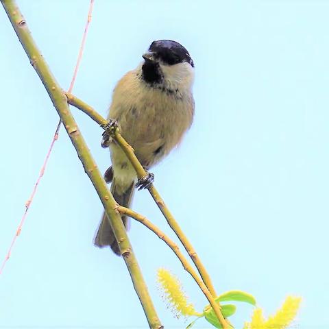 苍鹭和山雀