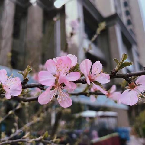 邢台恒大名都3月第5周工作展示