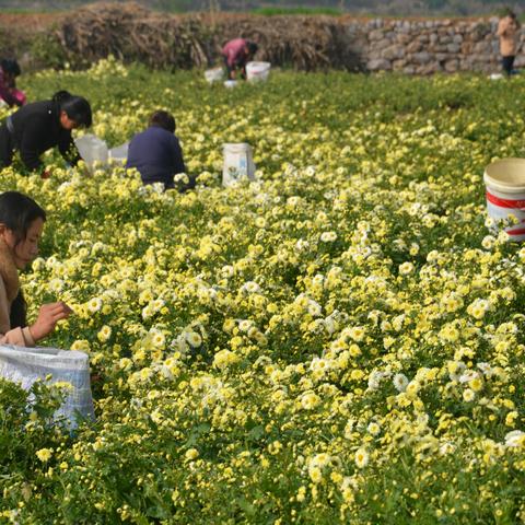 十月菊花遍地黄，产业园里喜丰收