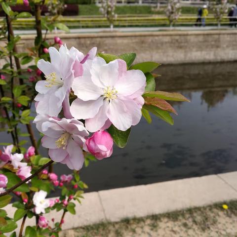 海棠花溪   2020年3月28日