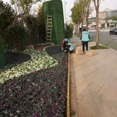 冬季花卉施工