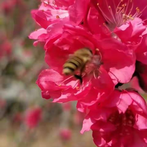 桃红又是一年春