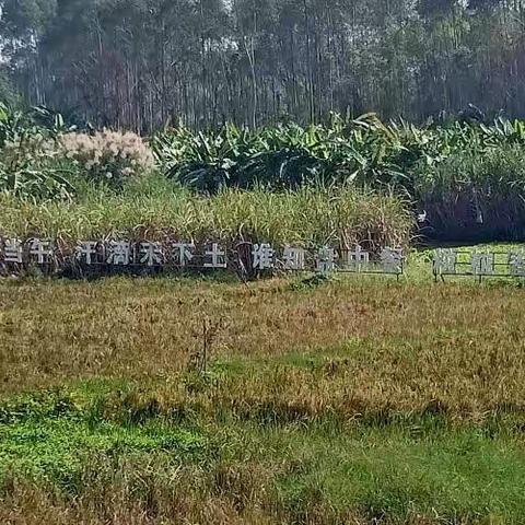 探寻农耕文化，体验劳动乐趣–记海南临高思源实验学校七年级研学活动