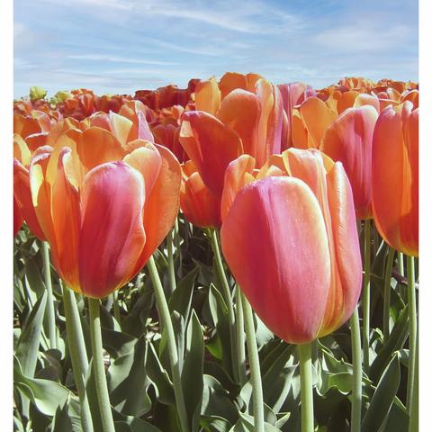 郁金香花语和寓意