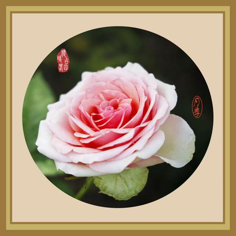 一组月季花的特写