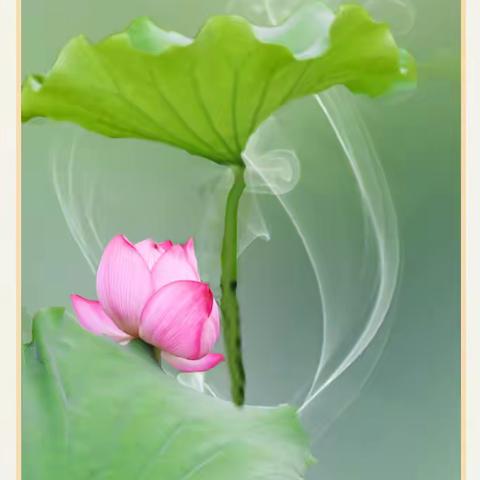 夏日荷花别样红