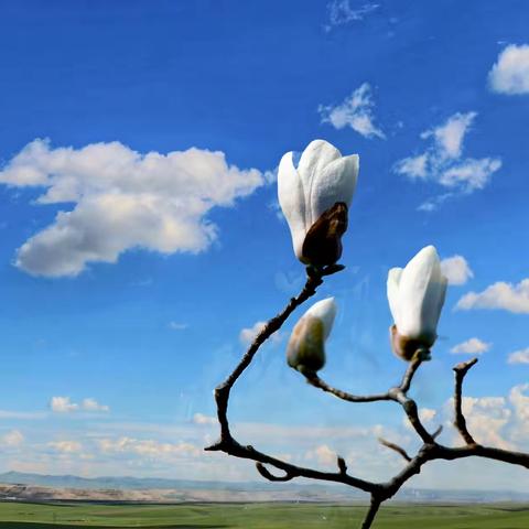 玉兰花开香满园