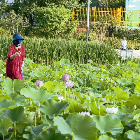 映日荷花别样红