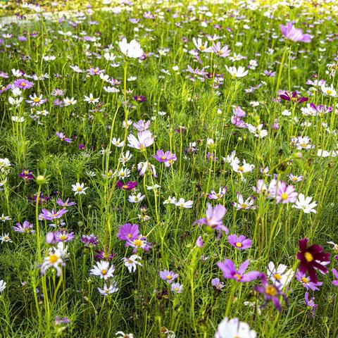 夏日鲜花盛开