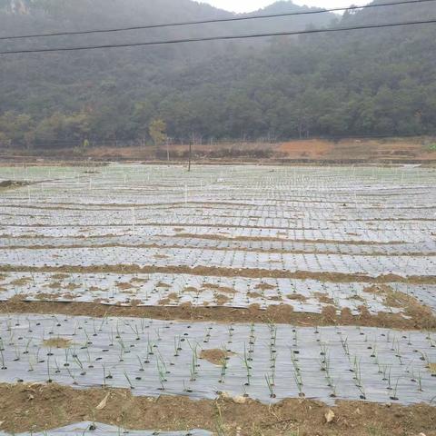 手拉手   心连心  莲花塘人正在致富的大道上奔跑