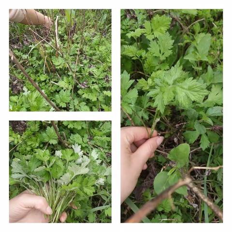 以艾之名，团爱之翼一一记录奥星宝贝们的艾叶青团手作