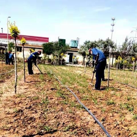 电解一车间党支部开展“绿化区域环境清理”主题党日活动