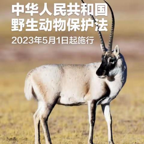 保护野生动植物倡议书