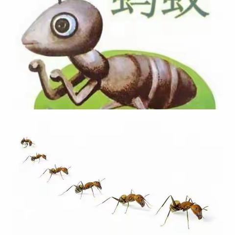 可爱的小蚂蚁🐜