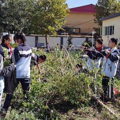 采此青绿 草药飘香——鹿泉区第二实验小学中草药采收劳动课别具风味