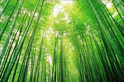 枯 竹