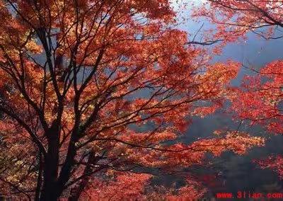 行走在枫叶如歌的村庄　　　　牧雨