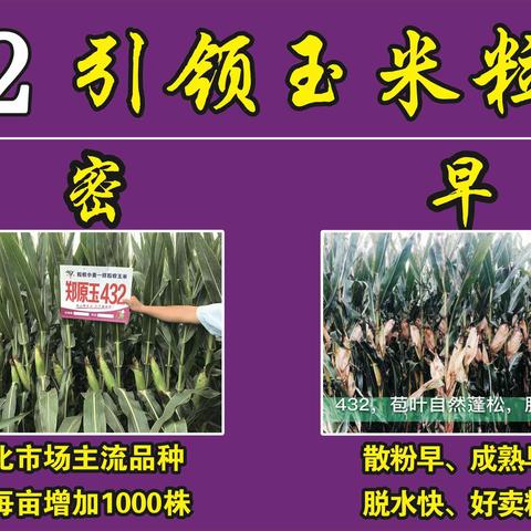 郑原玉432一站到底，地里收地头卖！