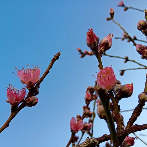 自家的花果——桃花