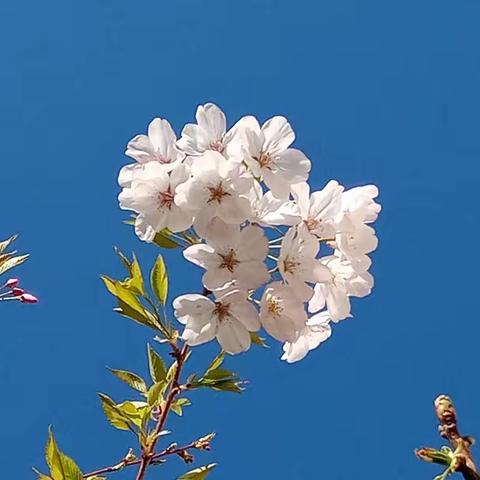 自家的花果——樱花