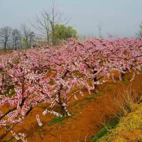 如果要找个地方等你，我就选择这片桃花林。